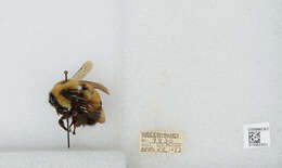 Слика од Bombus affinis Cresson 1864