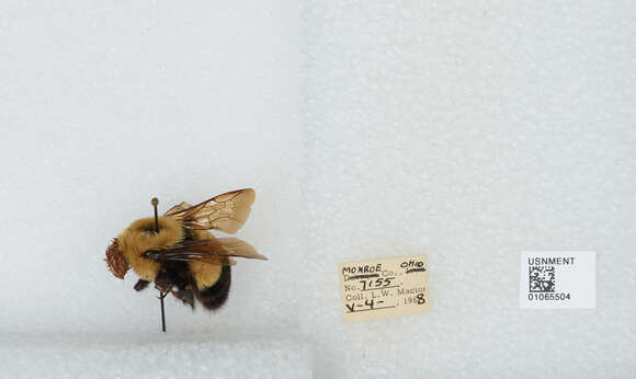 Слика од Bombus affinis Cresson 1864