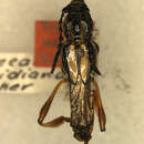 Image of Bromiades brachyptera (Chevrolat 1838)