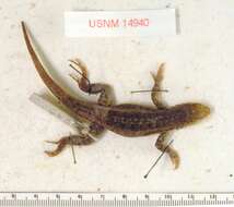 Image of Galapagos Lava Lizard