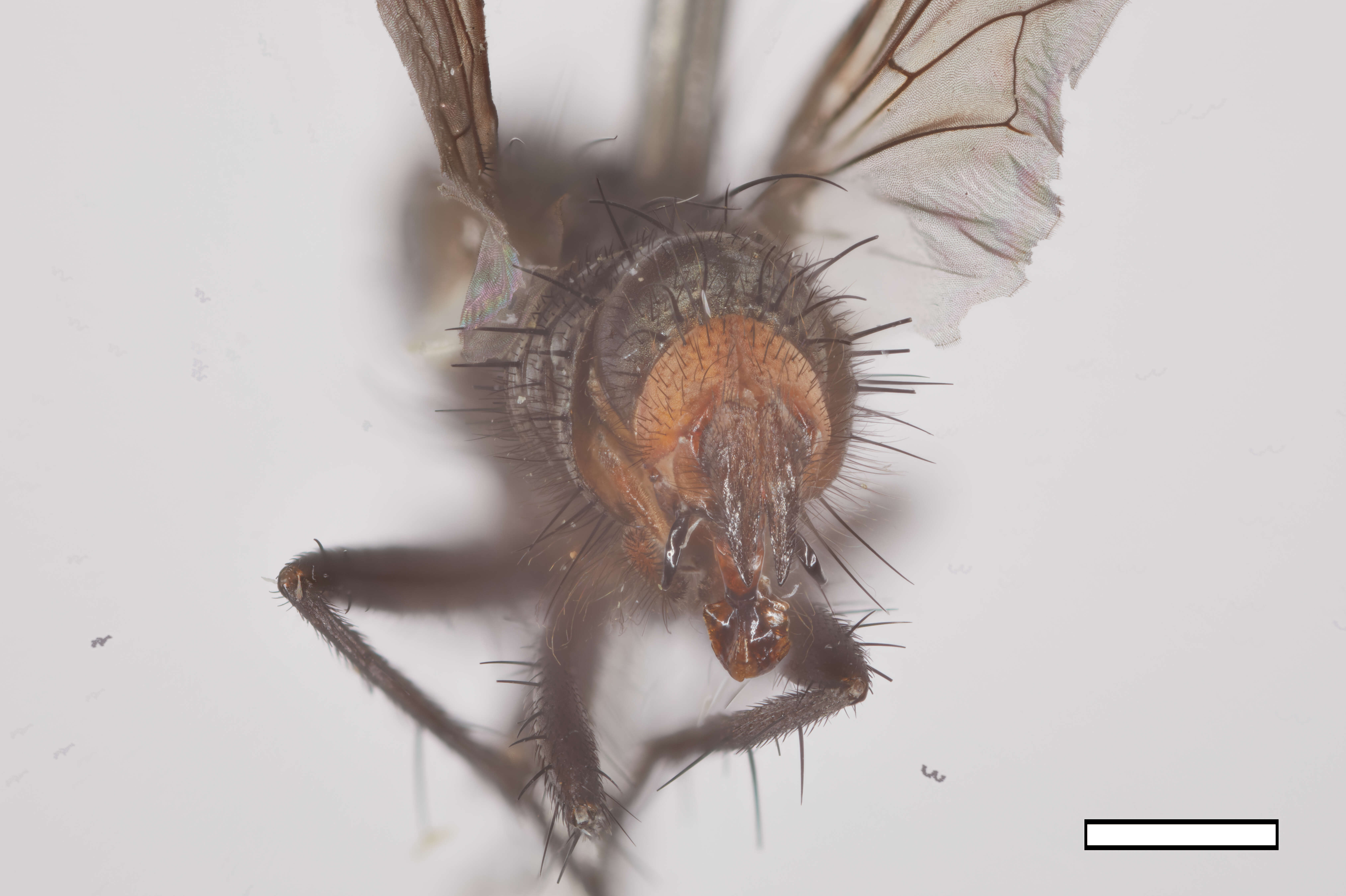 Microcerella adelphe Pape 1990的圖片