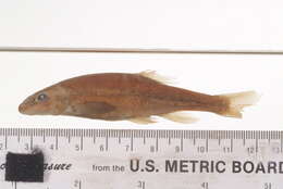 Image of Umpqua Dace