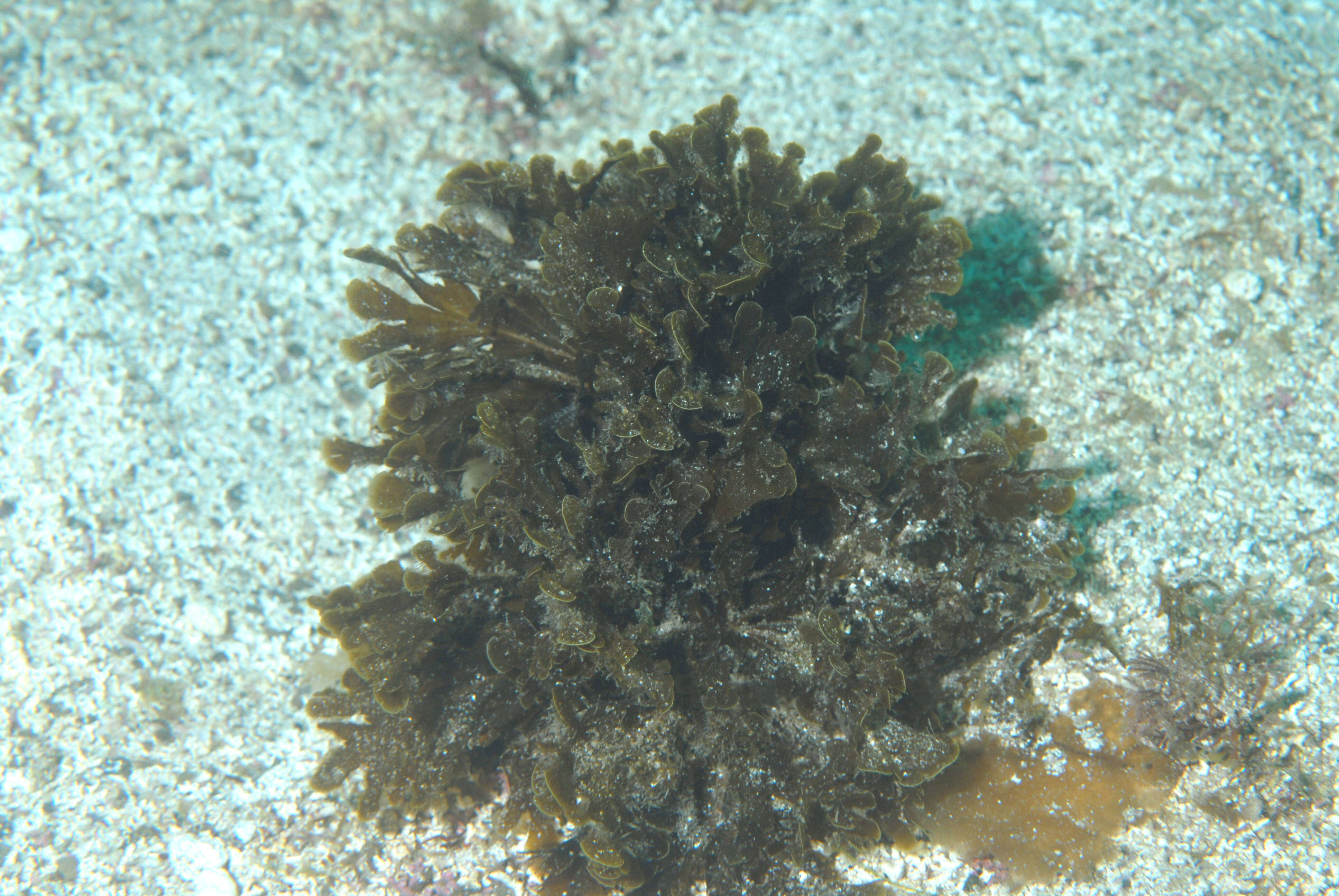 Image of Phaeophyceae