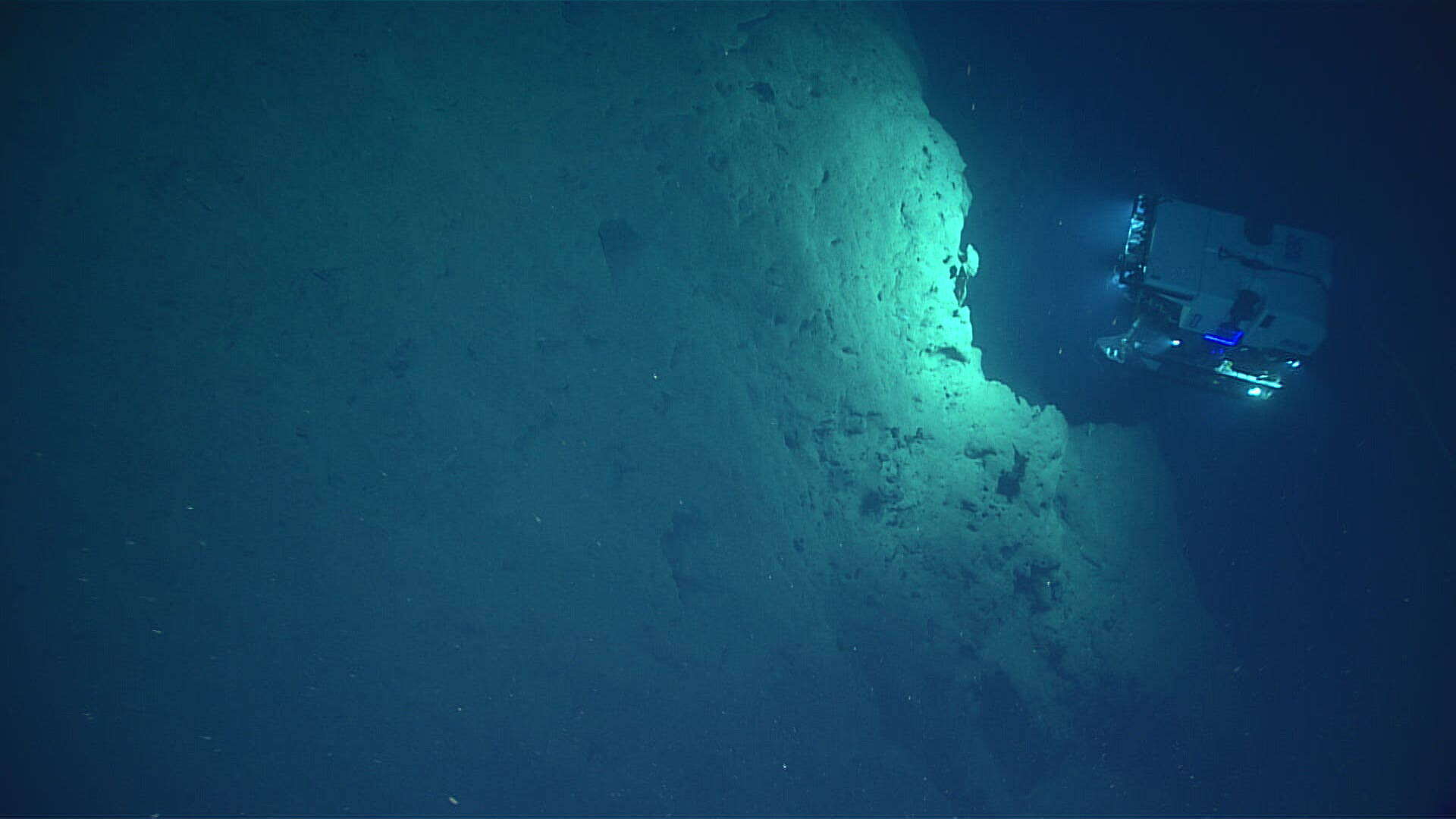 Image of Calyptrophora pourtalesi Cairns 2018