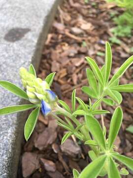 Image of Texas lupine