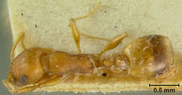 Image of Leptothorax bulgaricus Forel 1892