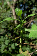 Image of Verbesina crocata (Cav.) Less.