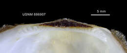Image de Limopsis marionensis E. A. Smith 1885