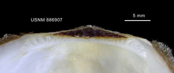 Image of Limopsis marionensis E. A. Smith 1885