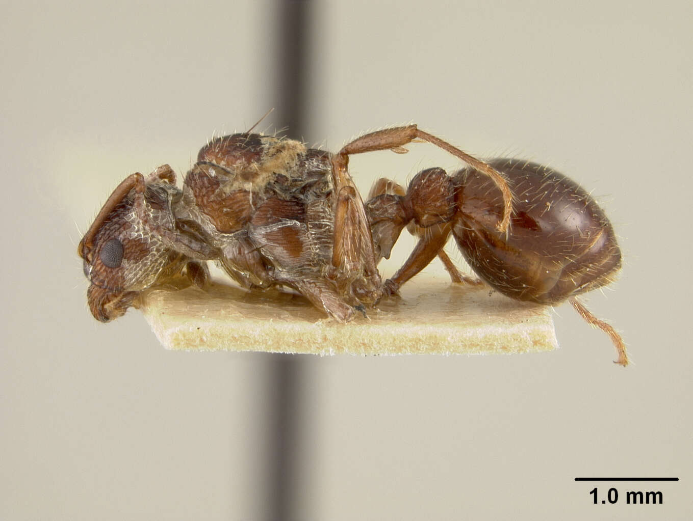 Image of Myrmica mexicana Wheeler 1914