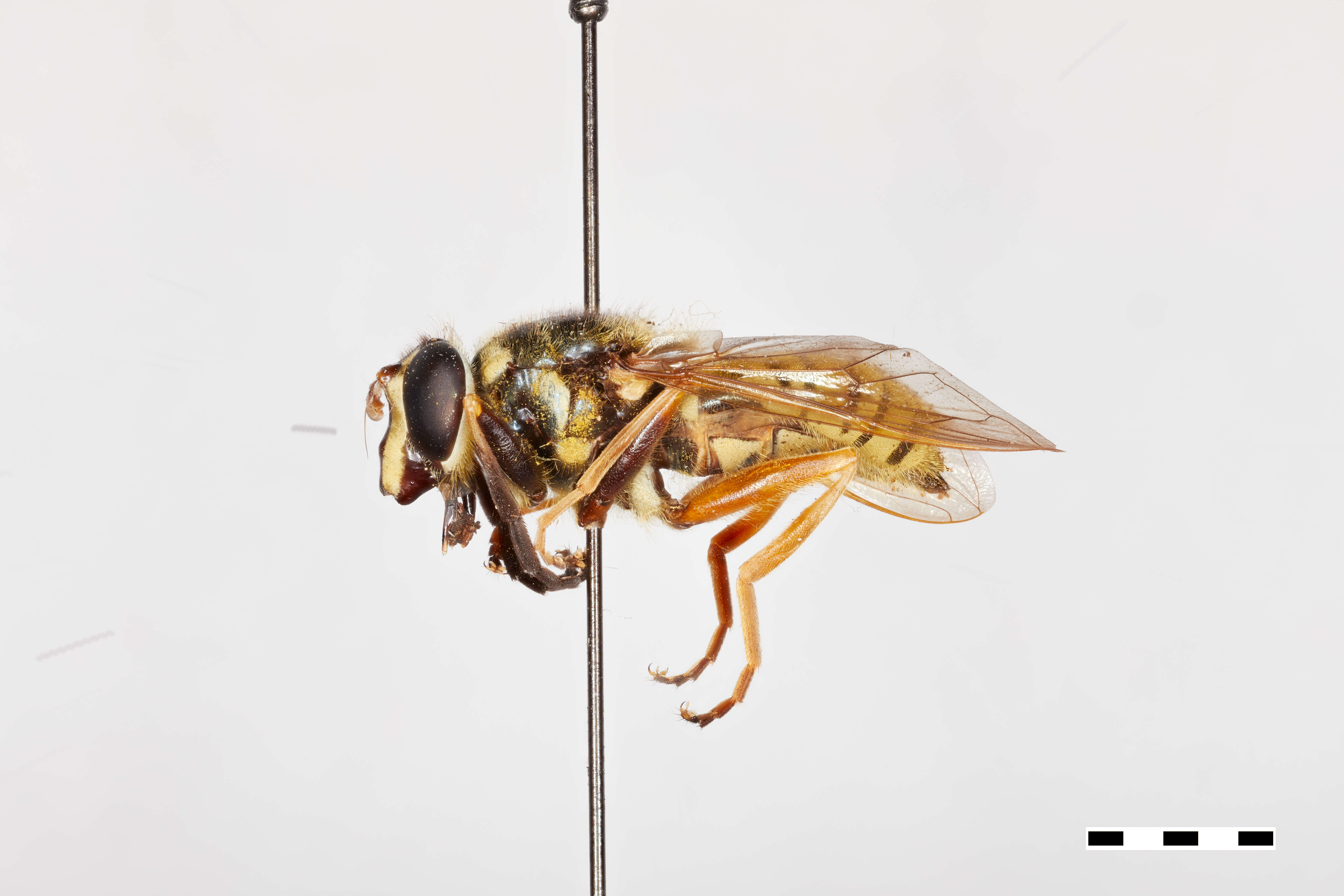 Image of Sphecomyia dyari Shannon 1925