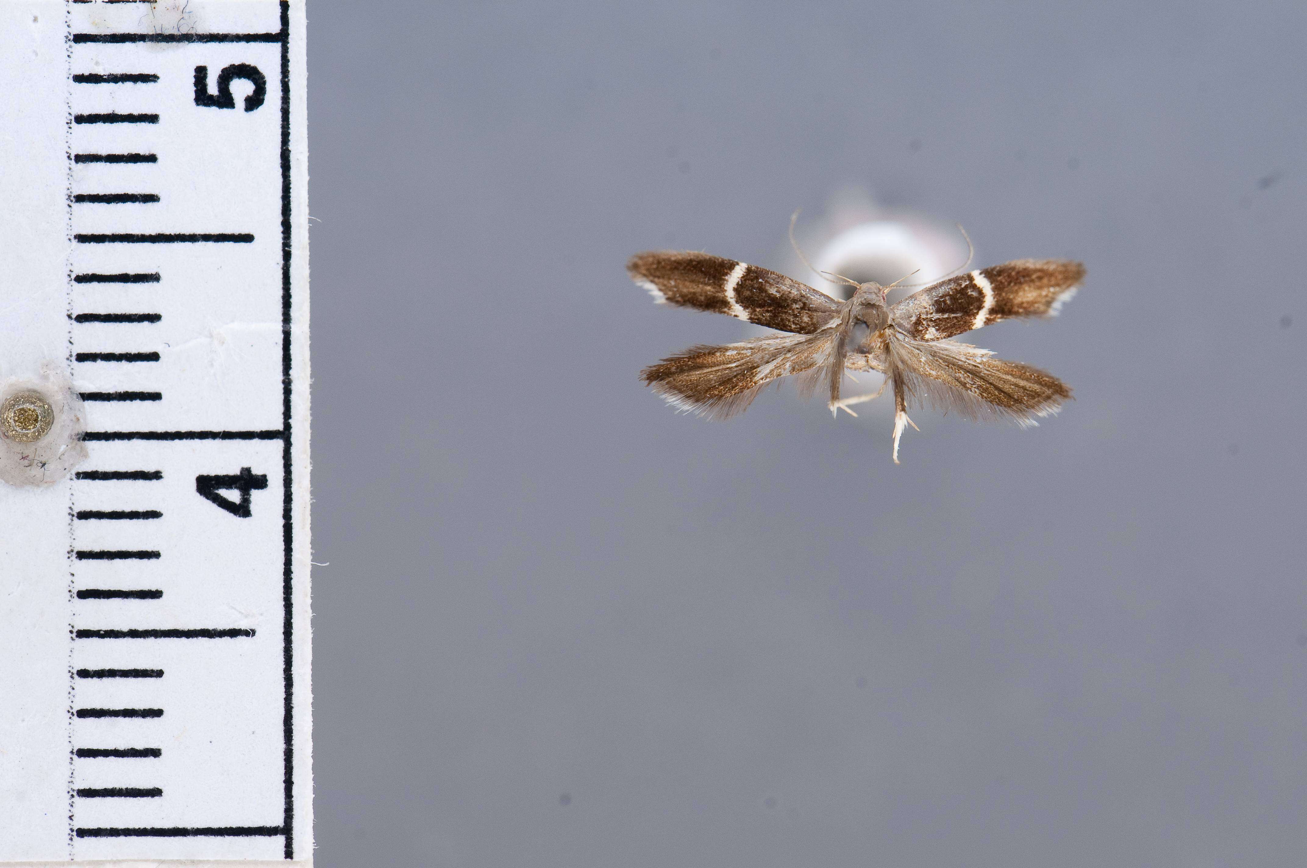 Image of Aproaerema kearfottella Busck 1903