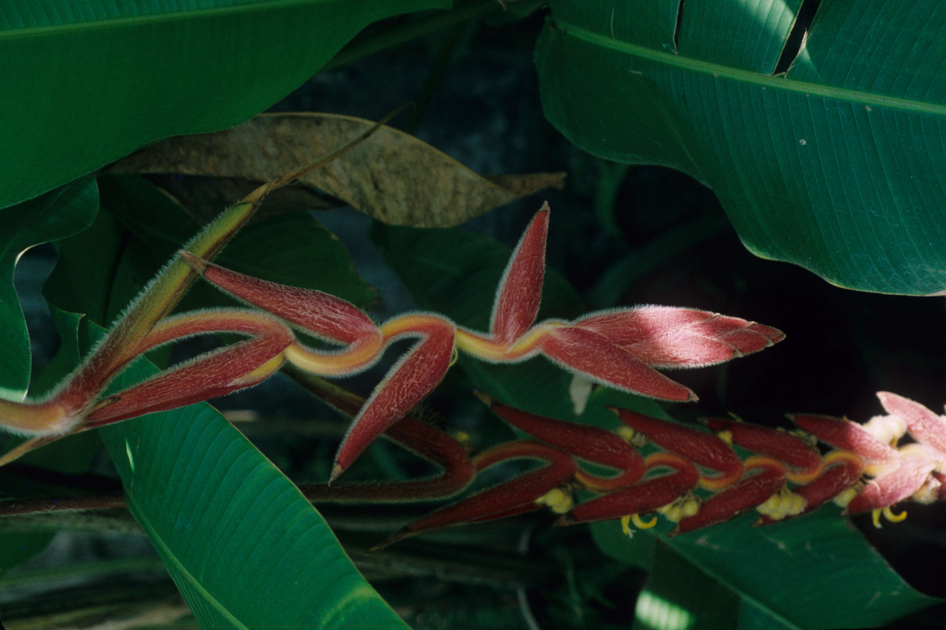 Image of Heliconia mutisiana Cuatrec.