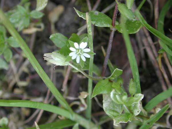 Image of common chickweed