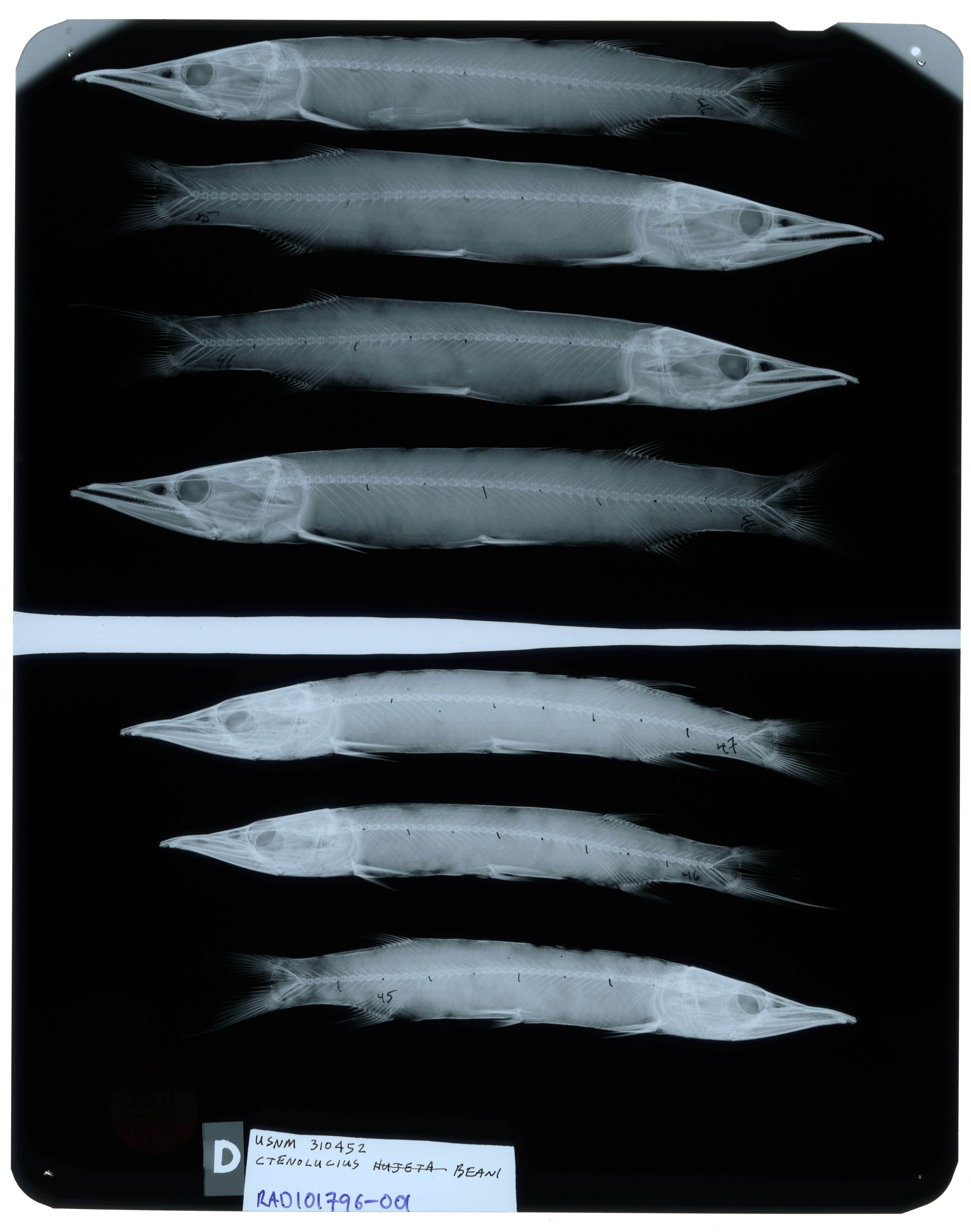 Image of Ctenolucius beani (Fowler 1907)