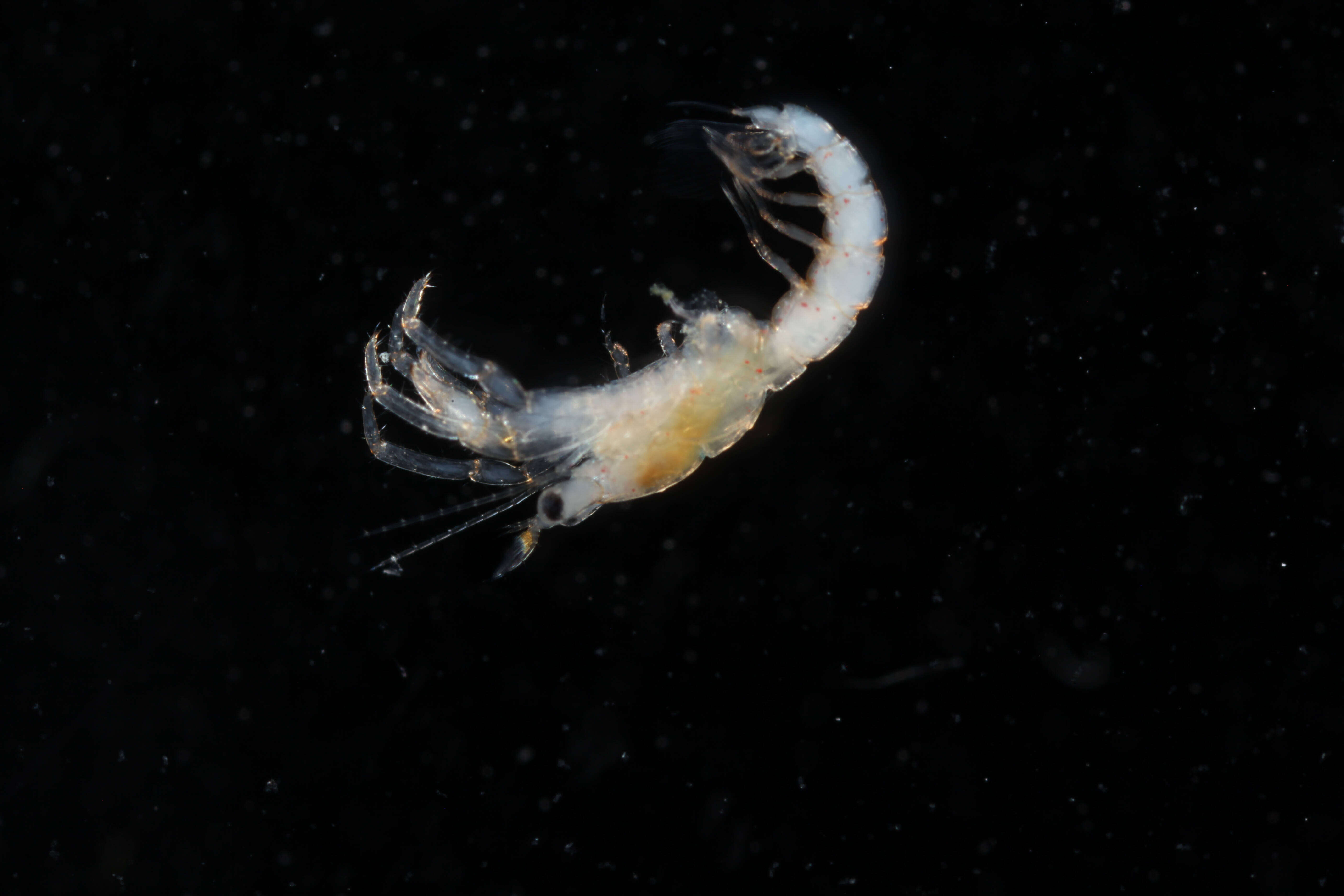 Image of blue-legged hermit crab