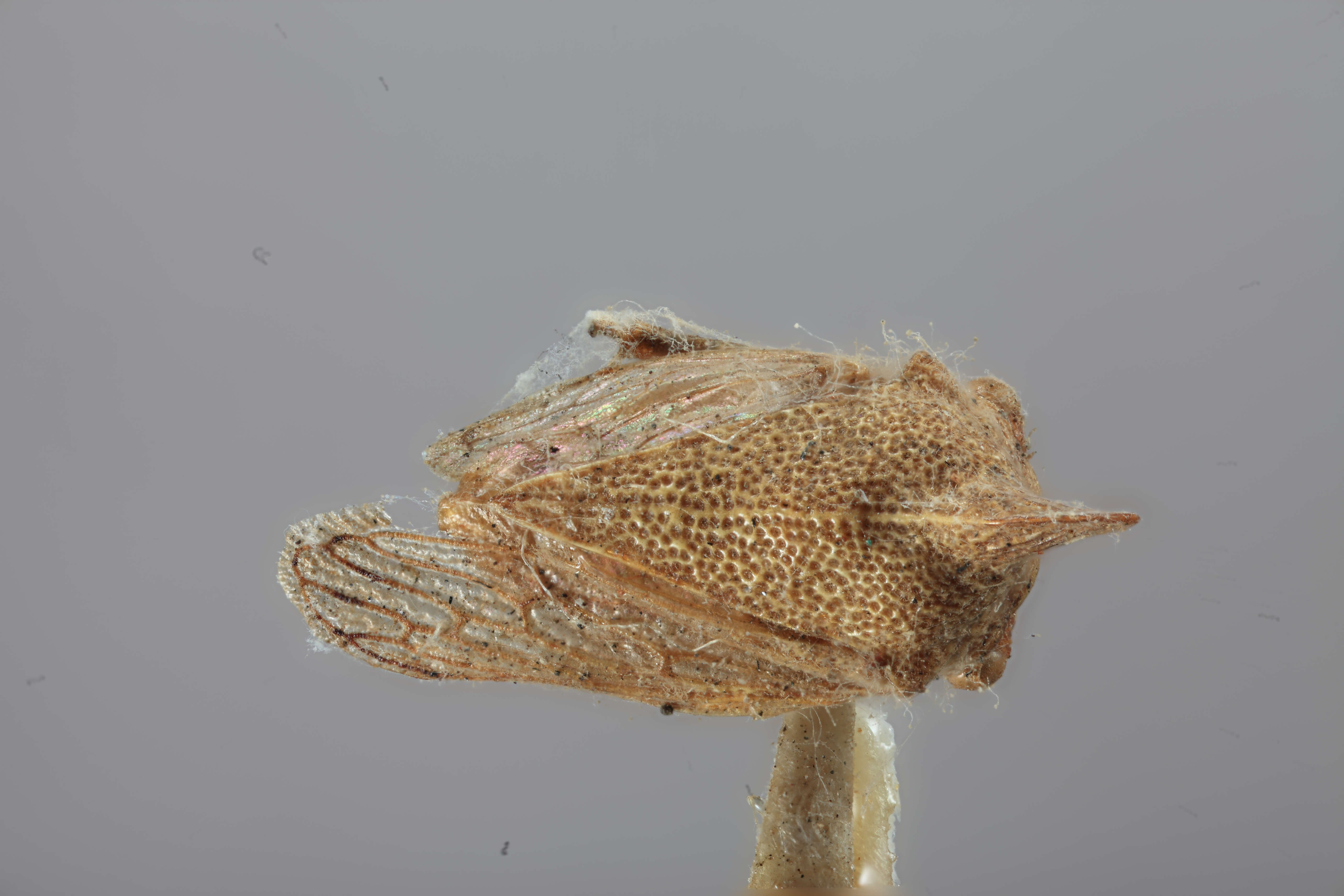 Image of Platycotis (Platycotis) minax Goding