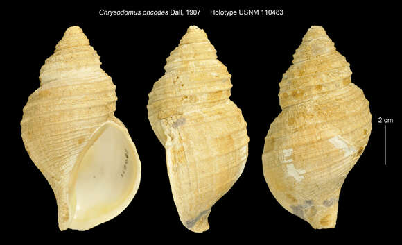 Image of Neptunea oncodes (Dall 1907)