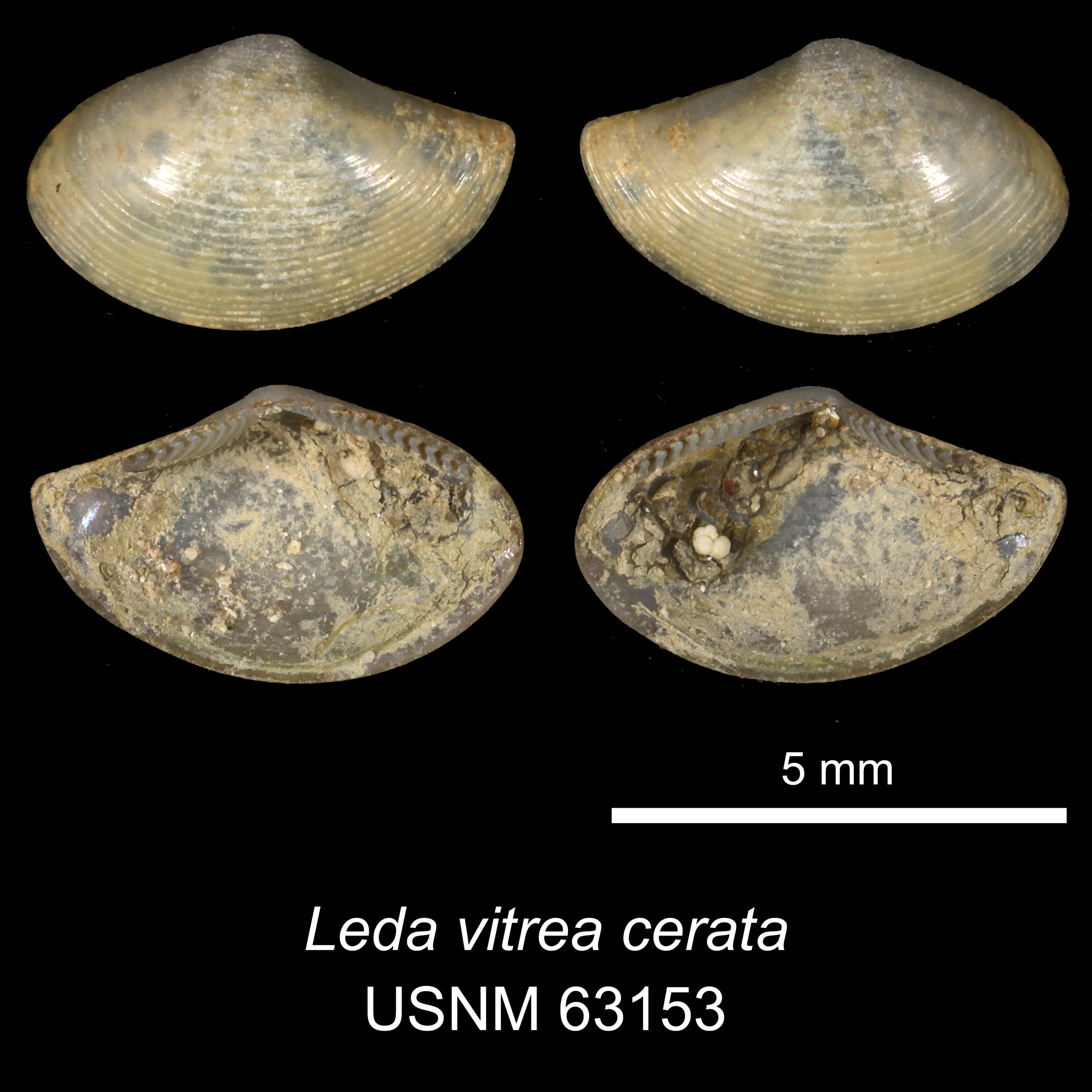 Image of Glassy Nut Clam