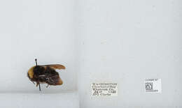 Imagem de Bombus californicus Smith 1854