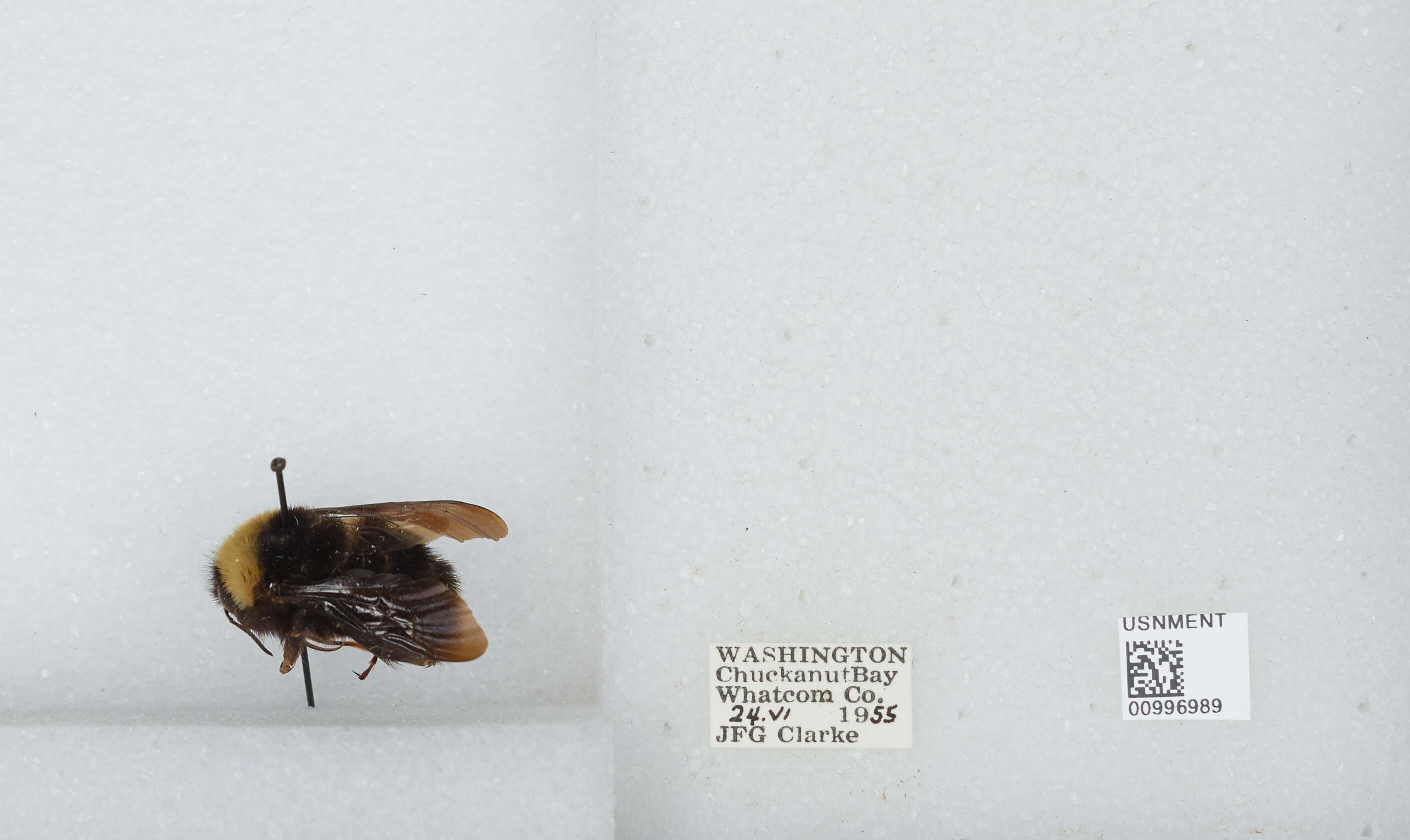 Imagem de Bombus californicus Smith 1854