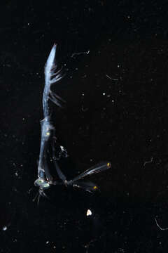 Image of Squillidae