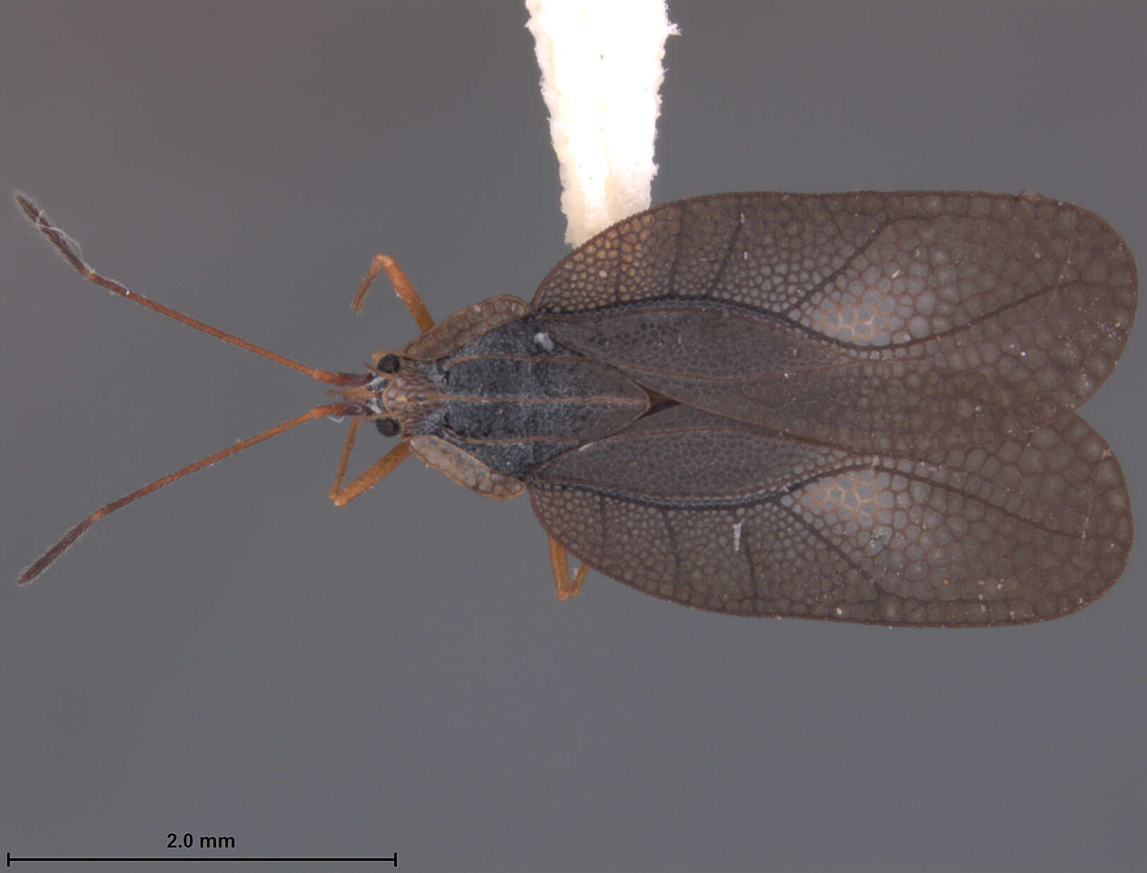 Image of Leptodictya (Hanuala) nigrosis Drake & Hambleton 1945