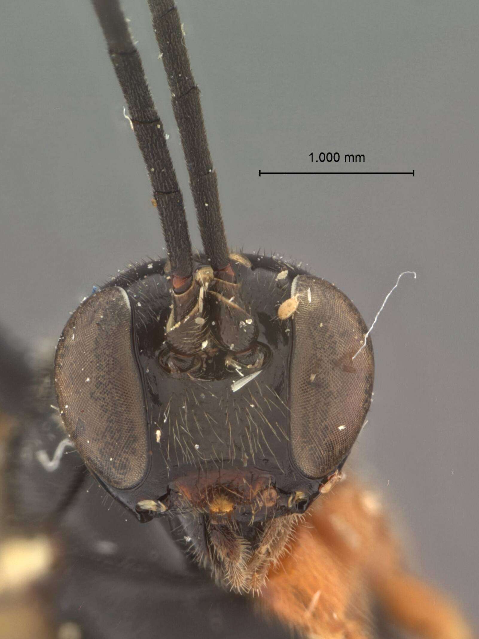 Image of Dolichomitus foxleei Townes 1960