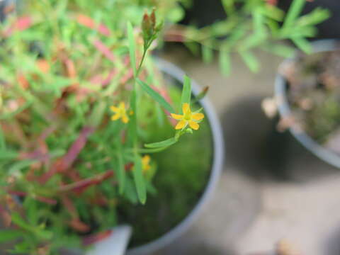 Image de Hypericum canadense L.