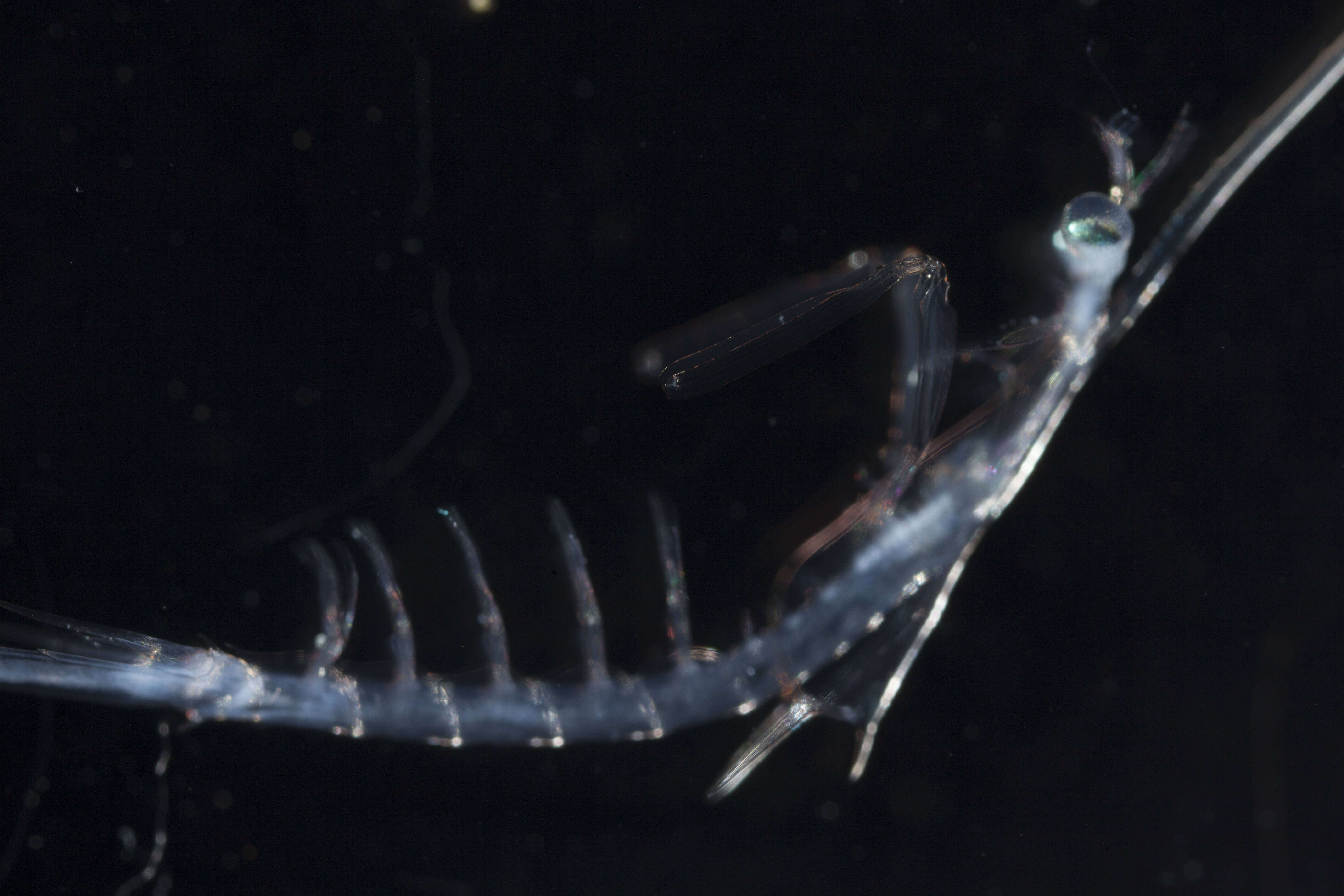Image of Gonodactylidae