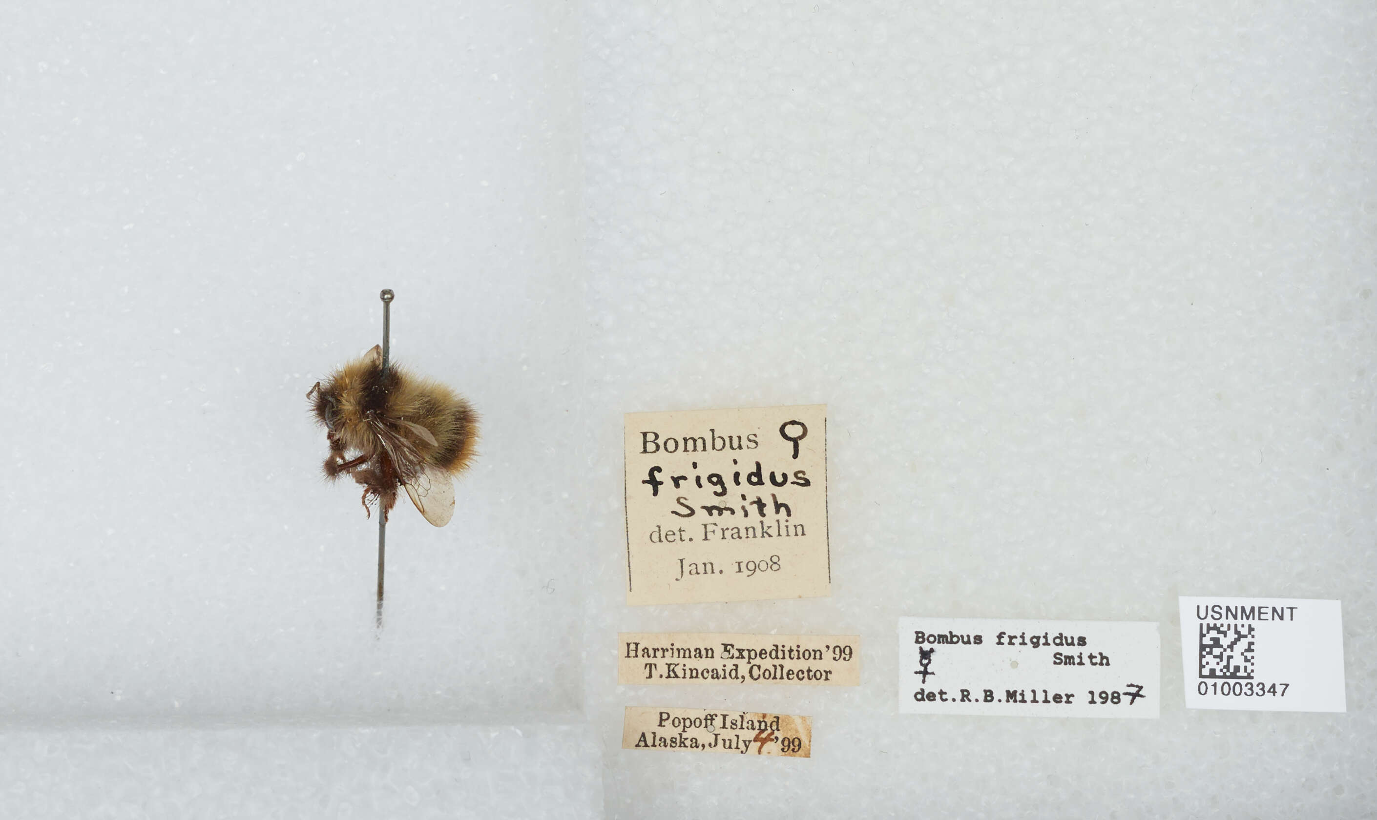 Image of Frigid Bumble Bee