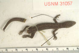 Image of Pacific Least Gecko