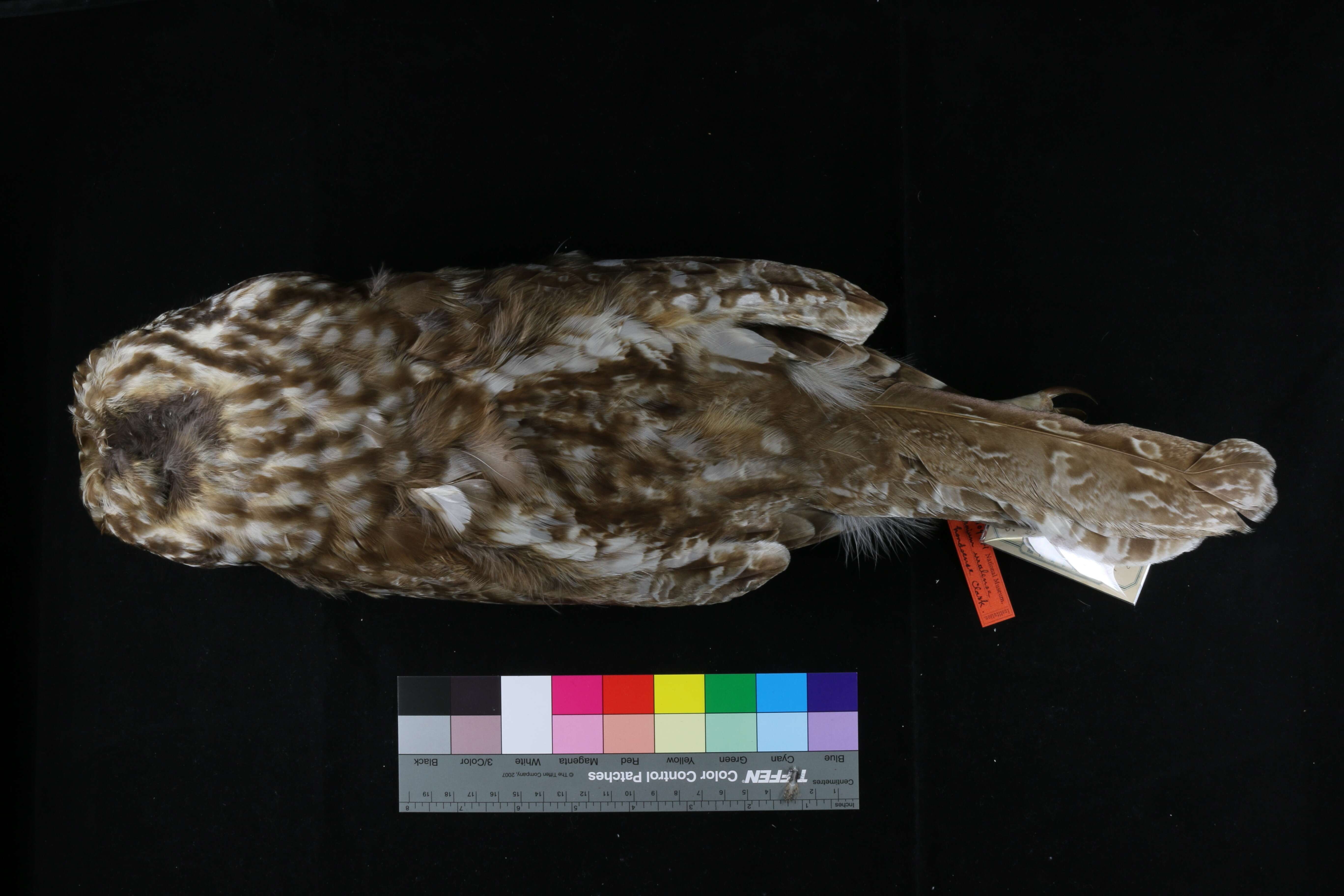 Image of Strix uralensis hondoensis (Clark & AH 1907)