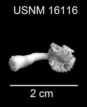 Imagem de Trochocyathus (Trochocyathus) fasciatus Cairns 1979