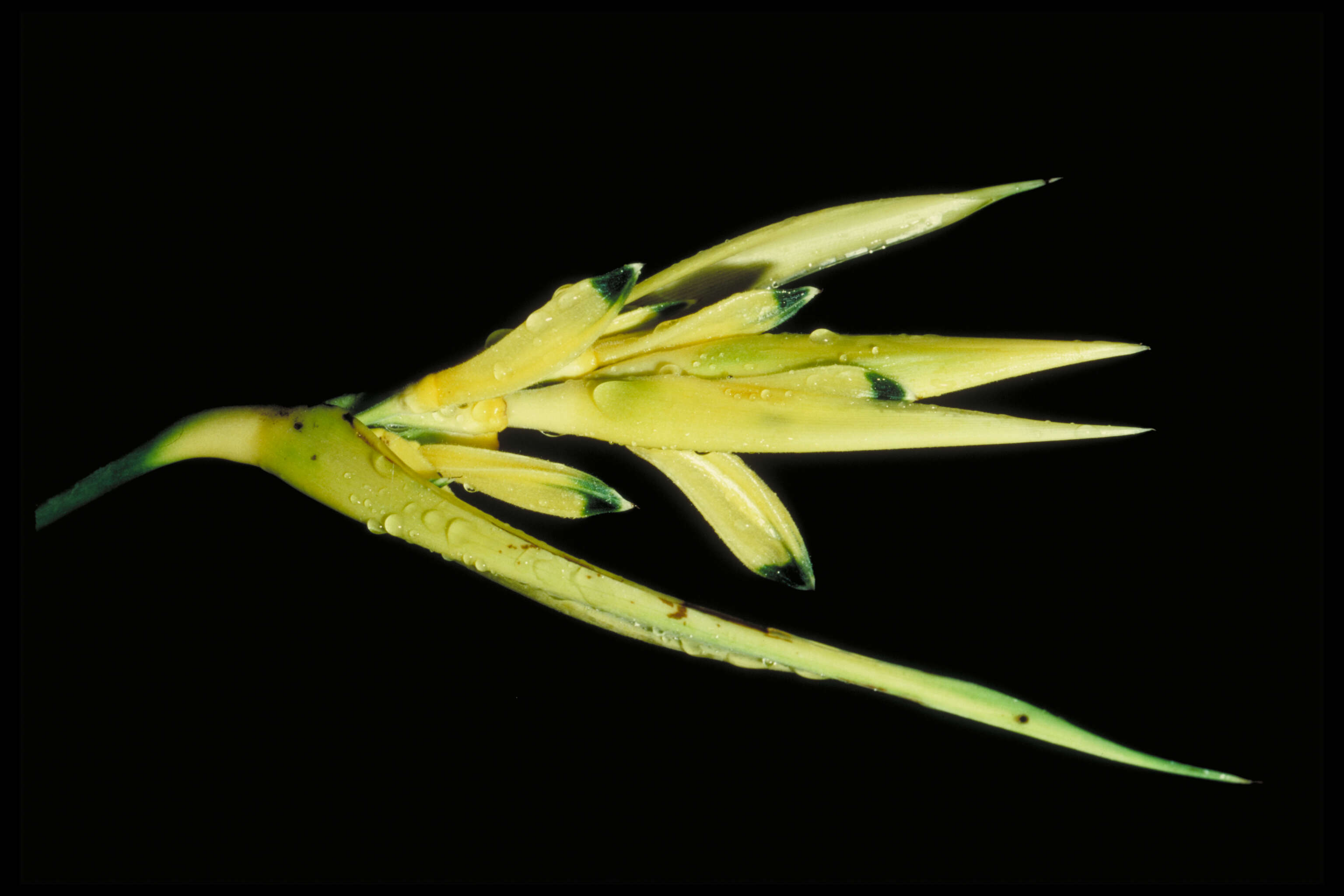 Image of Heliconia hirsuta L. fil.