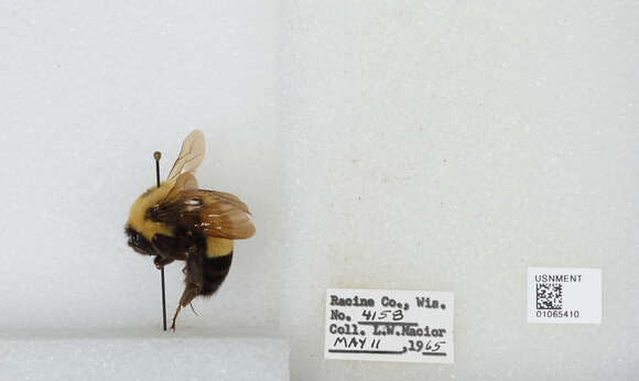 Слика од Bombus affinis Cresson 1864