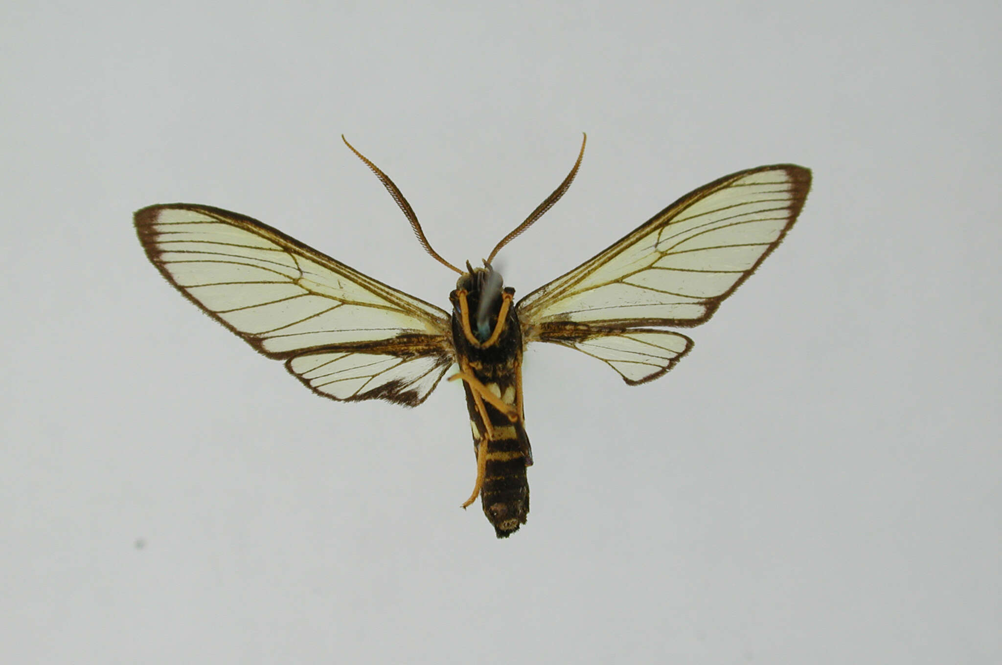 Image of Isanthrene atrizonata Dognin 1912