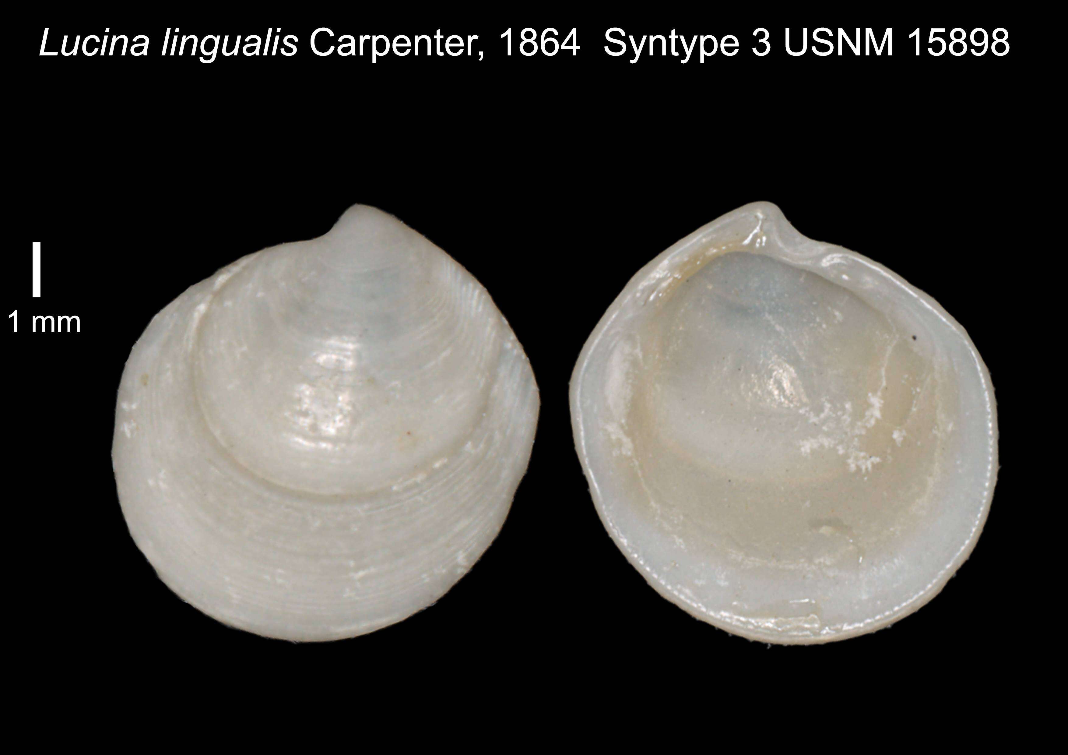 Sivun Cavilinga lingualis (Carpenter 1864) kuva