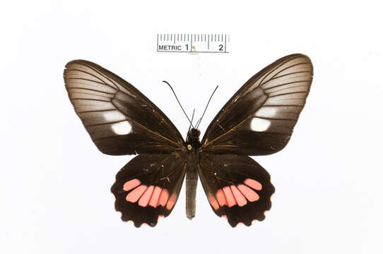 Image de Parides zacynthus (Fabricius 1793)