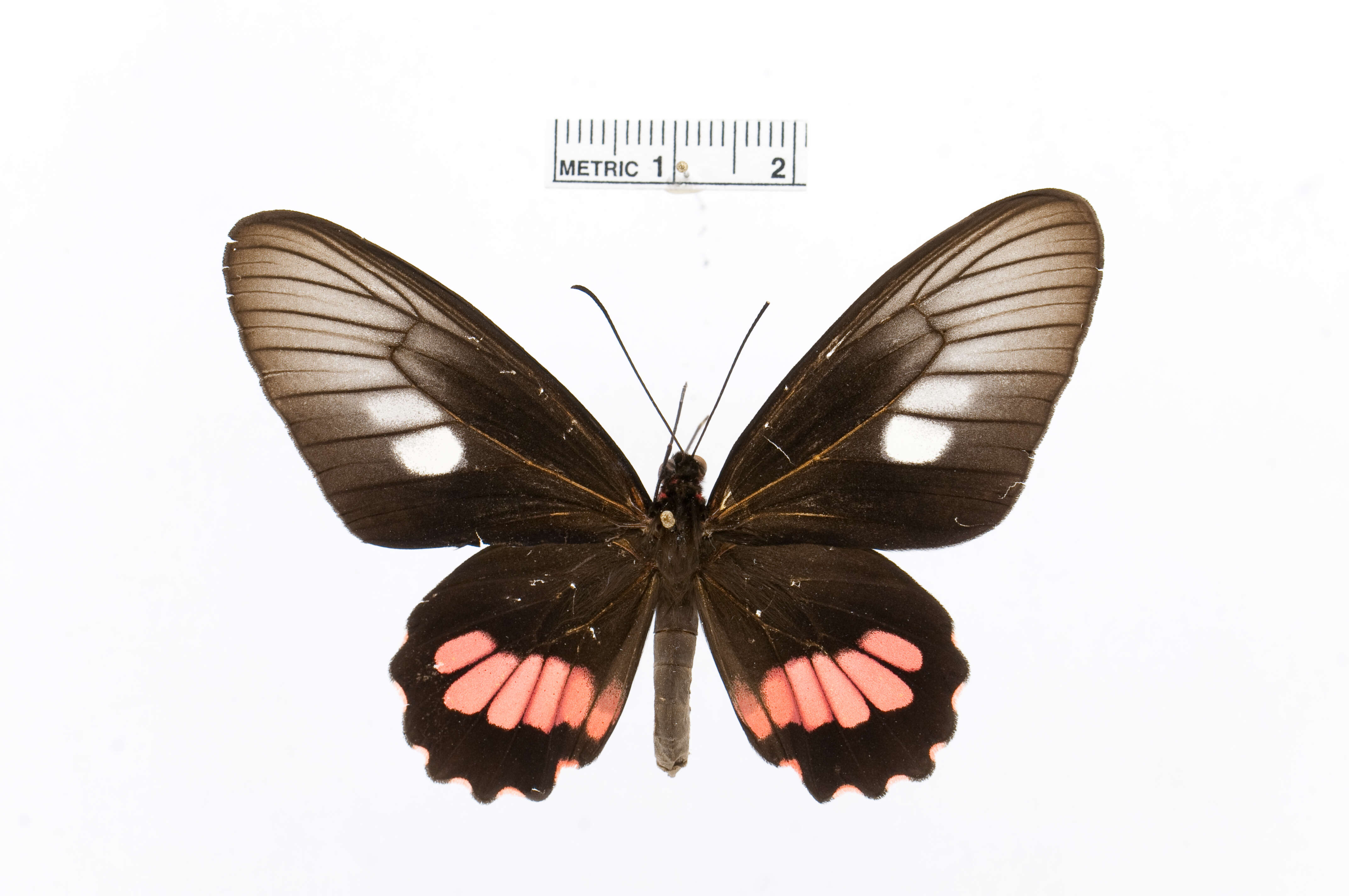 Sivun Parides zacynthus (Fabricius 1793) kuva