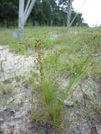 Image of Capillary Hair Sedge