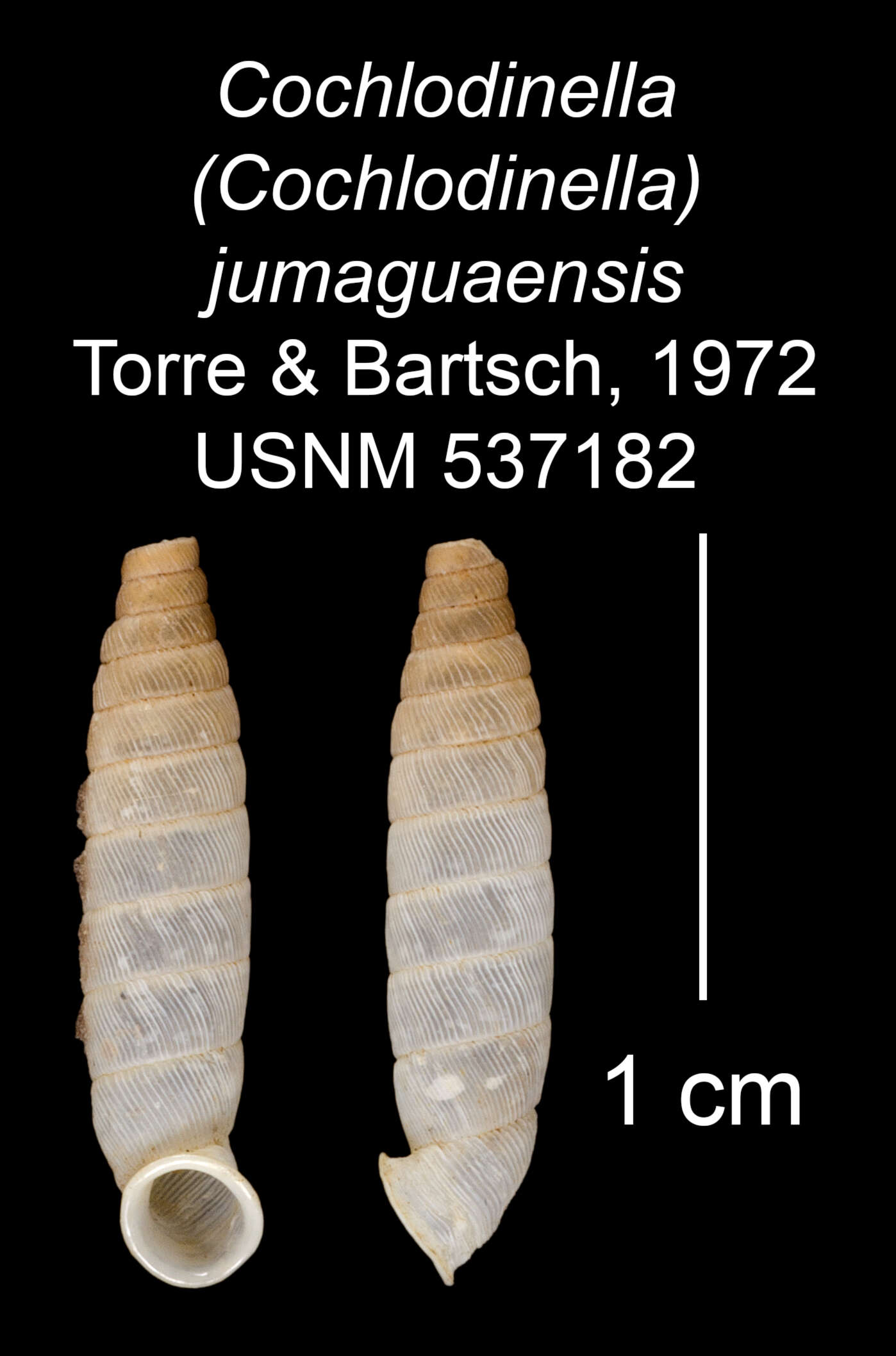 Imagem de Cochlodinella jumaguaensis C. Torre & Bartsch 1972