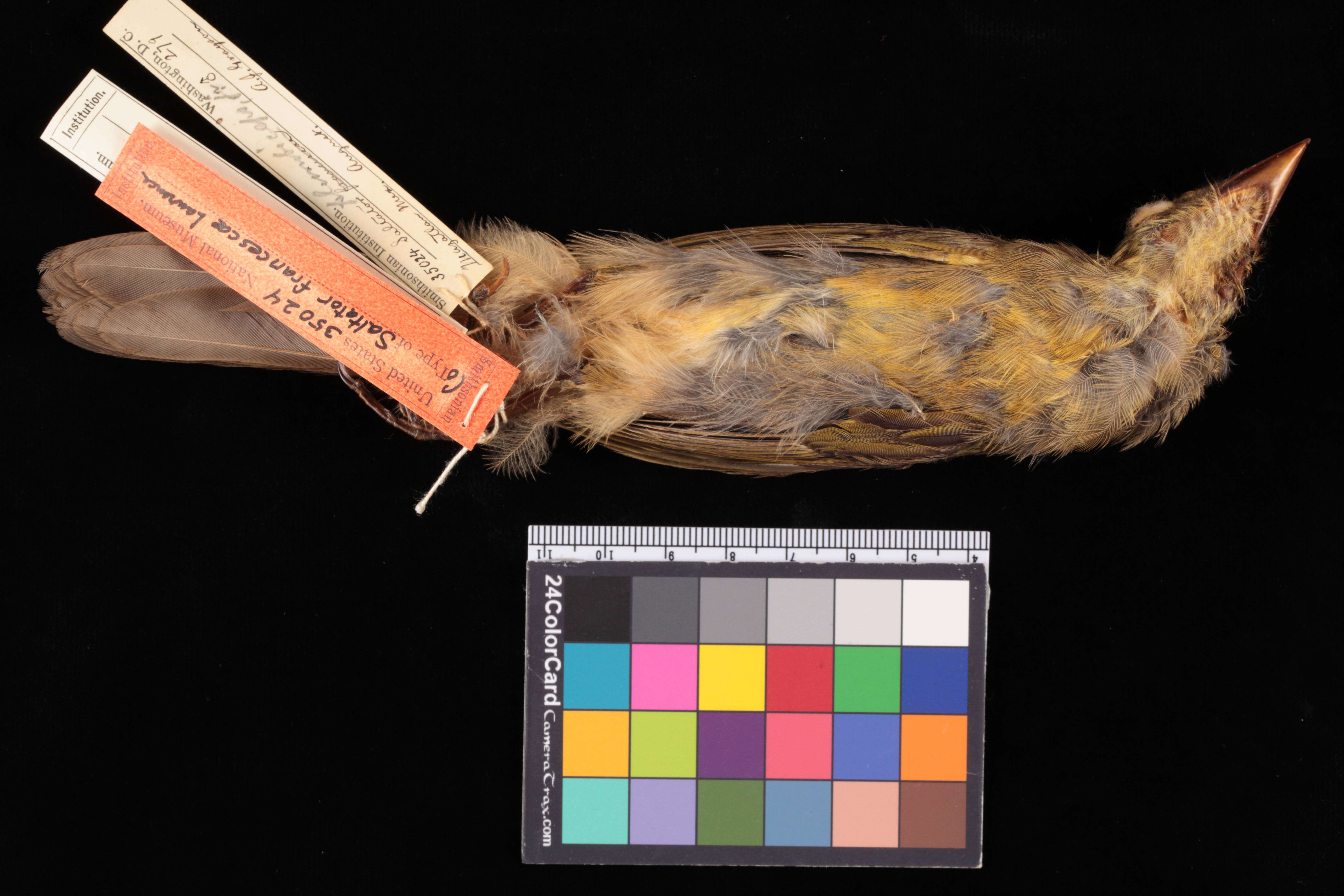 Image of Saltator coerulescens vigorsii Gray & GR 1844