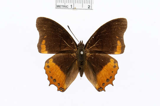 Imagem de Charaxes anticlea Drury 1782