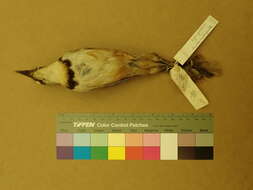 Image of Garrulax monileger mouhoti Sharpe 1883