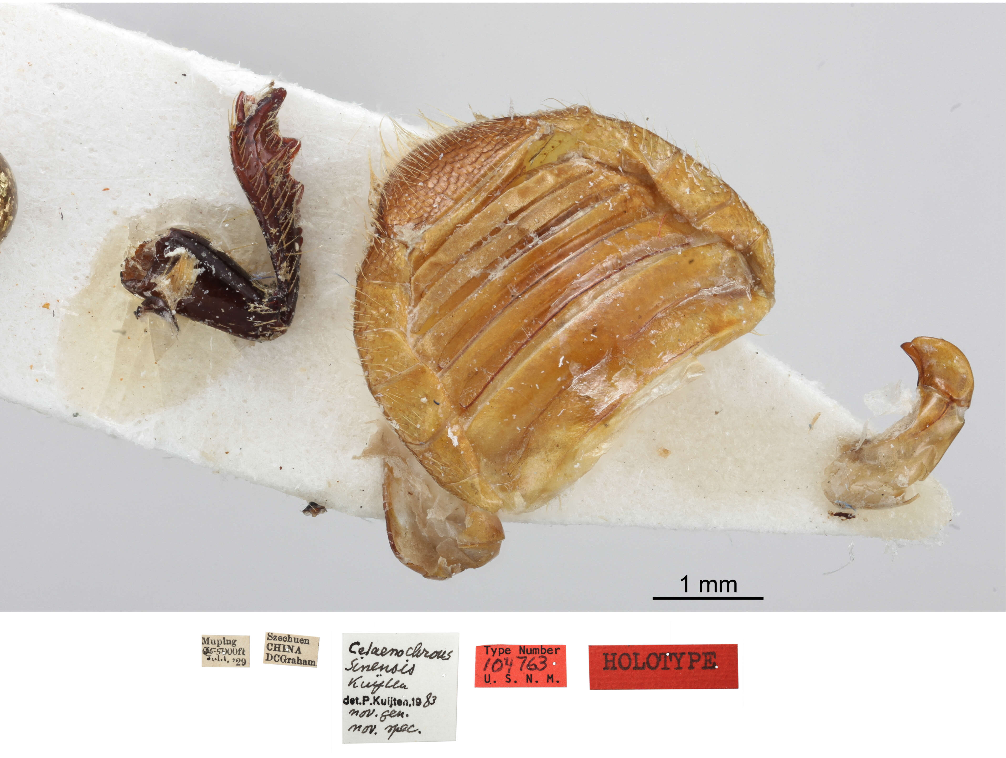 Image of Celaenochrous sinensis Kuijten 1984