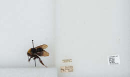 Imagem de Bombus californicus Smith 1854