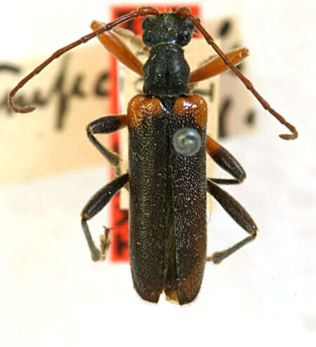 Image of Leptacmaeops temporalis Casey 1913