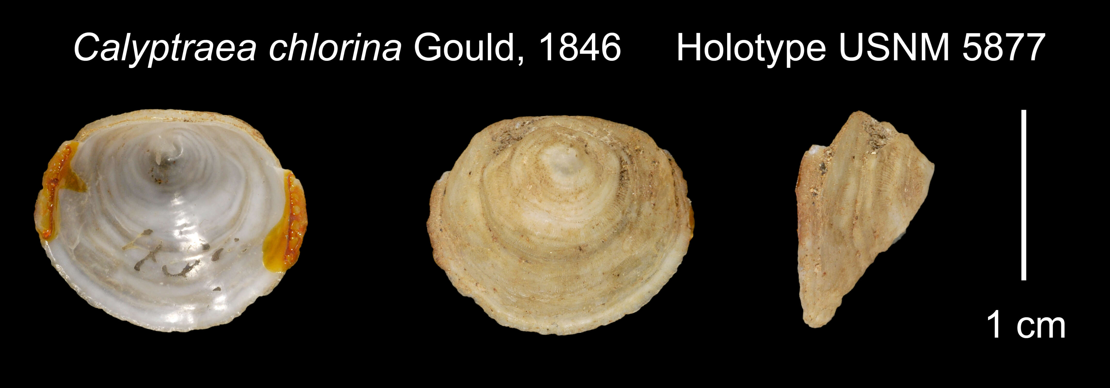 Image of false cup-and-saucer limpet