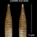 Imagem de Liocallonia patruelis soroaensis C. Torre & Bartsch 1972